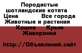 Породистые шотландские котята. › Цена ­ 5 000 - Все города Животные и растения » Кошки   . Крым,Жаворонки